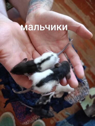 средство от крыс: Предлагаются к продаже маленькие крысята, разных окрасов, включая