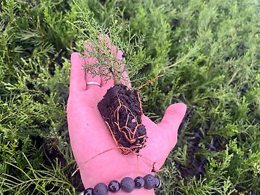 Декоративные деревья: Саженцы деревьев: Можжевельники (Арча) — 8