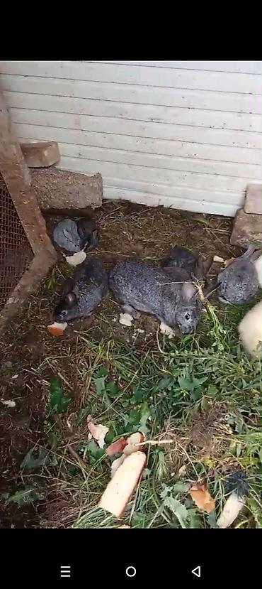 balaca dovşan: Məhsul: Ev dovşanları (bir neçə fərqli rəng və ölçüdə) Təsvir: - — 3