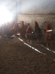 как купить собаку: Продаю молодых петухов Кучинской породы 15 шт. для разведения или на