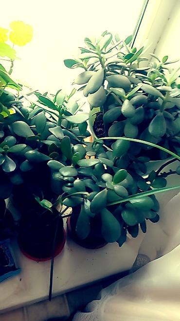 Отдам даром: Цветы от 50 сом и выше — 2