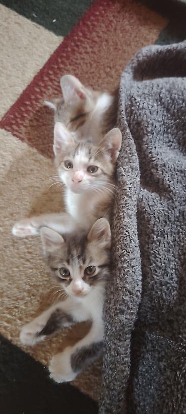 Tabbi, Yaxşı əllərə