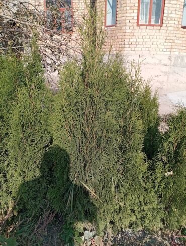 Декоративные деревья: Саженцы деревьев: Туи, Платная доставка, Самовывоз — 6