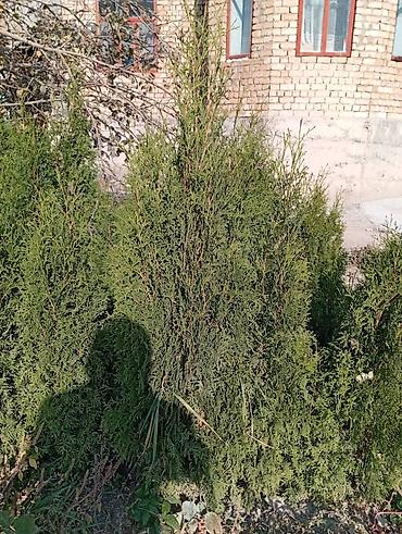 Thuja seedlings: Туя западная (Thuja occidentalis) для живых изгородей и озеленения — 15
