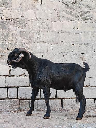 qazlar sumqayit: Təmiz qan hələp təkəsi, 2 yaşı var. Çəkisi 74 kq-dır. Whatsapp və zəng — 1