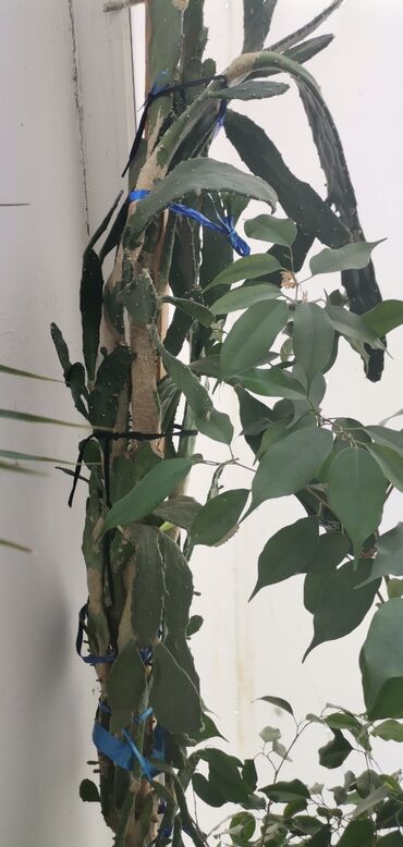 lesnina komode za spavaću sobu: Kaktus star 10 godina, preko 2 m visine. Idealan za kancelarije i