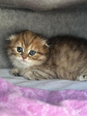Кошки: British Longhair/Scottish Fold tipli balaca pişik balası - Rəng — 6