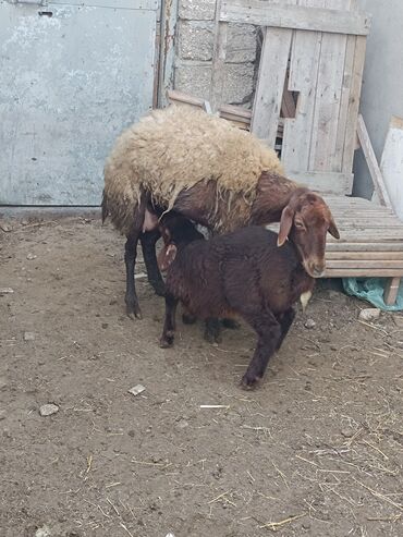 Qoyunlar, qoçlar: Dişi, Qala, il: 2, Ünvandan götürmə — 10