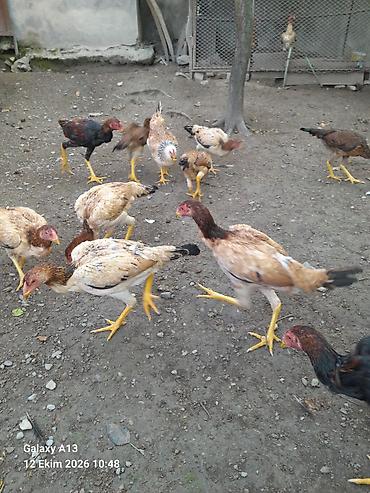 linda qaz balalari: Salamaleykum xoruzbaz ve heveskarlara. Demeli qardaslar bele turk — 2