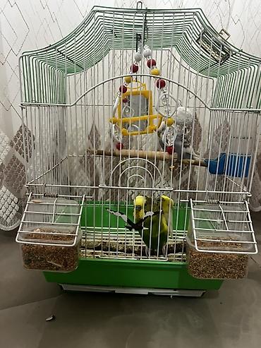 Qəfəslər: Salam Şəkillərdəki kimi tam komplekt: qəfəs + 2 yemlik + su qabı + 2 — 3