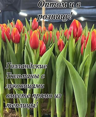 Букеты из живых цветов: Тюльпаны ОПТОМ! и в розницу вместе с луковицами рост 75см бокал 5-6см at lalafo.kg — 10 Букеты из живых цветов: Тюльпаны ОПТОМ! и в розницу вместе с луковицами рост 75см бокал 5-6см — 10