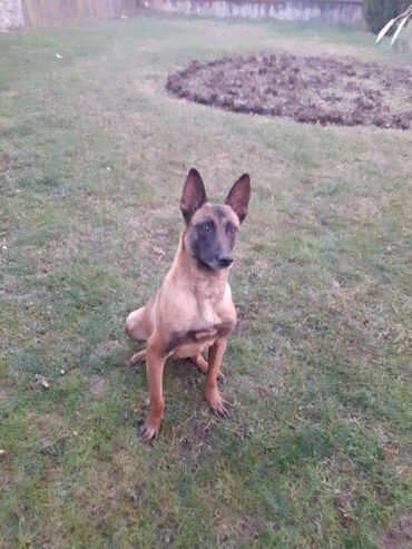 Psi: Na prodaju štenci belgijskog ovčara - MALINOA, oštenjeni 10.08.2023 — 14