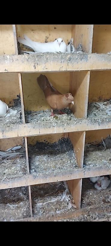 goyercin berde: Sarı kekili erkey tam gizgi. Saglam erkeydir hec biryerinde agi — 4