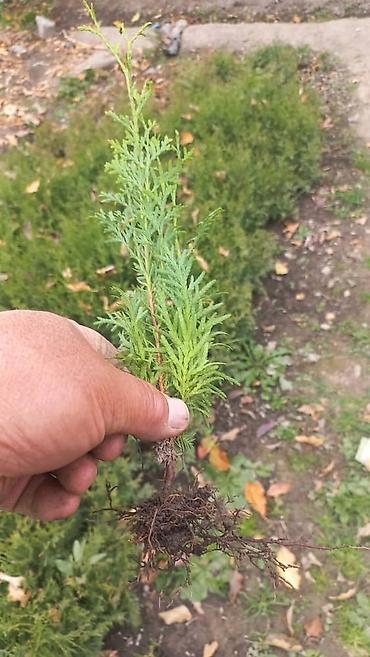 Thuja seedlings: Туя западная (Thuja occidentalis) для живых изгородей и озеленения — 16