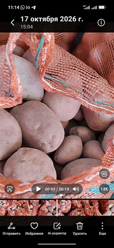 уголь шабыркуль цена бишкек: Картошка Чекене — 1