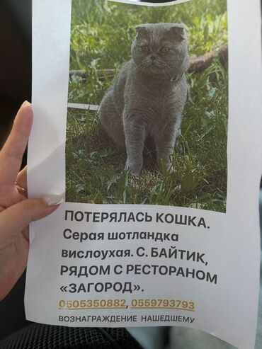 объявления о пропаже животных: Объявление: потерялась кошка НАШЕДШЕМУ ВОЗНАГРАЖДЕНИЕ!!! - Порода