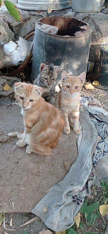 ищу котят: Скотиш Фолд (Шотландская вислоухая), 3 месяца, Мальчик, Рыжий — 1