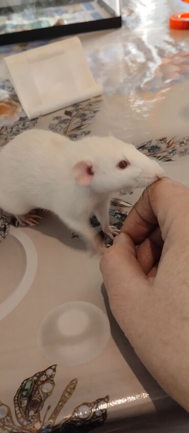 домашние крысы: Продам взрослых крысок есть маленькие крысята