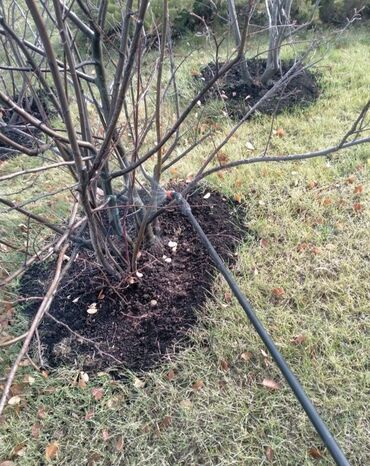 Другие услуги: Садовник! Готовим Сад к Зиме! Обработка Сада! Осенняя обрезка и — 5