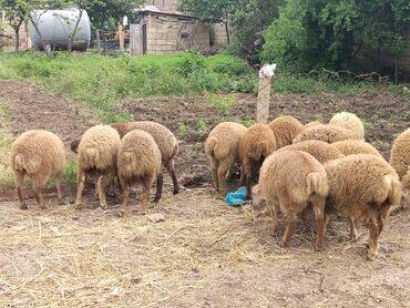qurbanlıq qoyunlar: Dişi, il: 1, 26 kq, Damazlıq