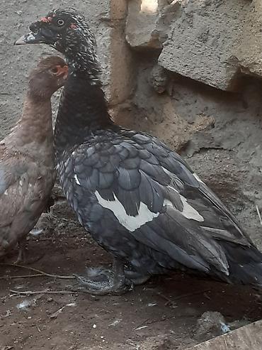 ordək adı: 17 dene 3 gunluk ordek balalari biri 4 azn . 055 880. 85. 29 — 5