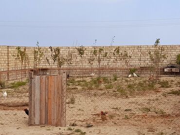 Bağ evlərinin satışı: Bakı, Kürdəxanı qəs., 38 kv. m, 1 otaqlı, Hovuzlu, Su, Kanalizasiya, Kombi -da lalafo.az — 9 Bağ evlərinin satışı: Bakı, Kürdəxanı qəs., 38 kv. m, 1 otaqlı, Hovuzlu, Su, Kanalizasiya, Kombi — 9