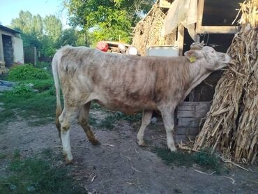 продаю музоо торпок корова самка бык самец айрширская ангус алатауская на забой для разведения на откорм племенные нетель привязанные: Продаю | Музоо, торпок