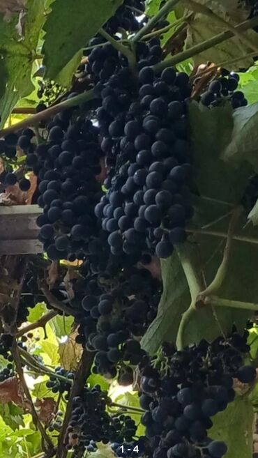 секатор прививочный: Жүзүм