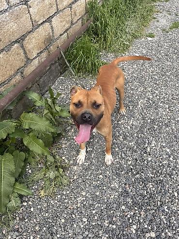 İtlər: Pitbul, 1 il, Erkek — 5