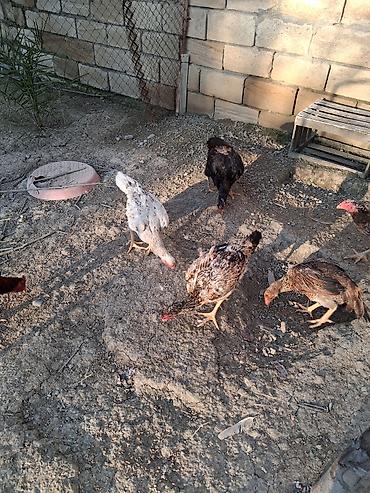 Cücələr: Toyuq cücələri, Ətlik — 1