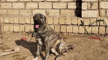 qafqaz çoban iti: Coban iti 1 yaş 7 ayliqdir