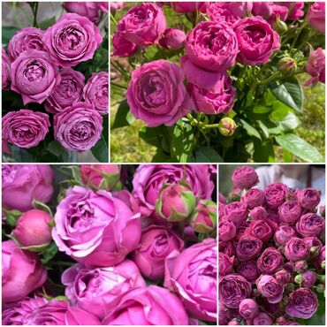 цветы розы голландия: Семена и саженцы Роз