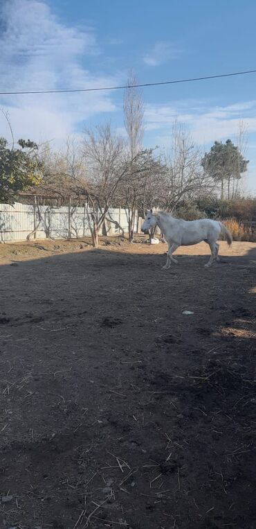 oyuncag at: Dişi, il: 8