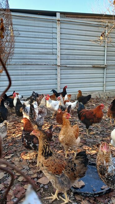 Toyuqlar: Toyuqlar və xoruzlar satılır. Şəkillərdə iri və orta çəkili toyuq və — 4