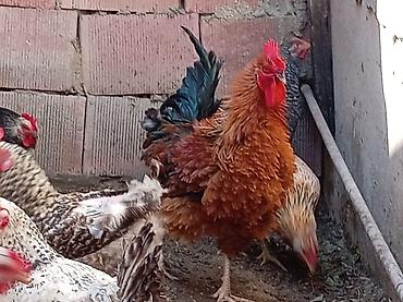tutuquşu növləri: Xoruz, il: 1, Ünvandan götürmə — 1
