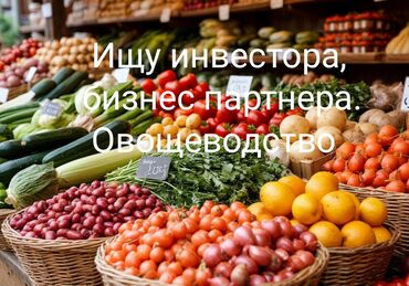 Другие услуги: Ищу бизнес партнера, инвестора, для выращивания овощей (открытый