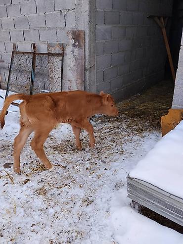 Коровы, быки: Продаю | Тёлка, Музоо, торпок | Для разведения, Для молока | Искусственник — 9