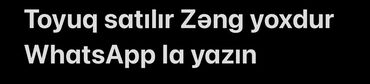 xacmazda satilan inekler: Toyuq satılır Zəng yoxdur lalofodan və ya WhatsApp la yazın nömrəni