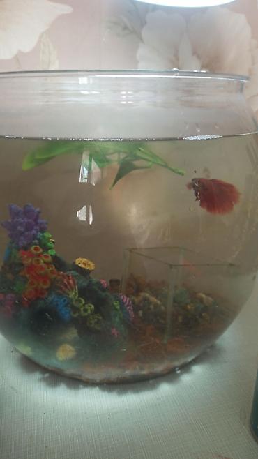 живые рыбки: Аквариумный набор для бойцовой рыбки (Betta) Состав: - Круглый — 1