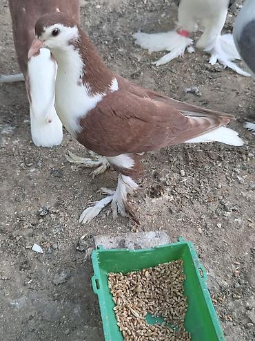 goyercin bazari: 1 cut qirmizi delfin — 2