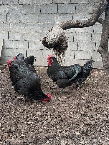 Куры, петухи: Продаю | Петух | Для разведения — 6