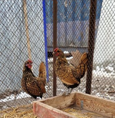 канарейка птица: Продаю семью золотого сибрайта 1+2 адрес Бишкек отправка есть