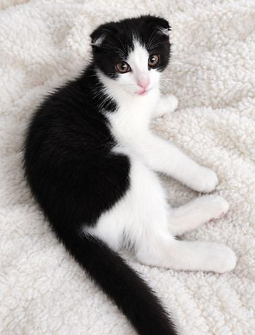 Продажа кошек: Порода:полукровка шотландская вислоухая (Scottish Fold), окрас — 4