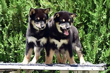 Psi: NEW "MINMIGORA' S" litter "Minmigora' s" Shiba Inu kennel present new — 2