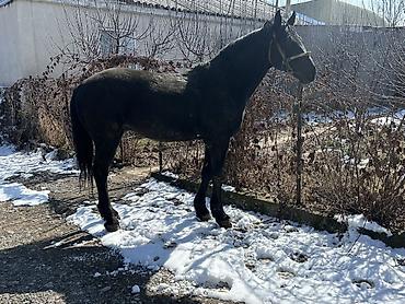 Лошади, кони: Продаю | Конь (самец) | Английская | Конный спорт — 5