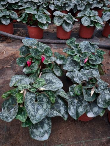Otaq bitkiləri: 1Gullerin satişi unvanniza odenişli çatrlmada var karistan karpiz — 3