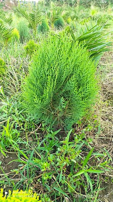 Şitillər: Thuja (konik/qədim kiparis) şitili – qara polietilen torbada — 9