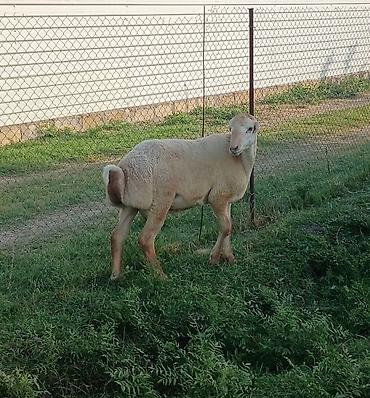 cücə və xoruz təmsil: Sağlam qurbanlığa yararlı heyvandı — 1