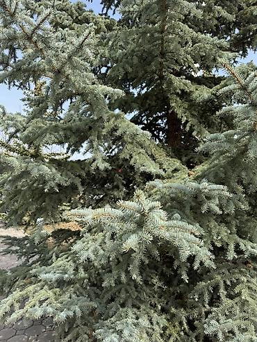 Продажа коттеджей и домов: Продаётся двухэтажный коттедж с мансардой в ЦО «Кесар» (город — 25