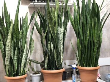 bitki toxumlari: Saksıda Sansevieria (Qayın dili) – iri ölçülü otaq bitkisi - Növ
